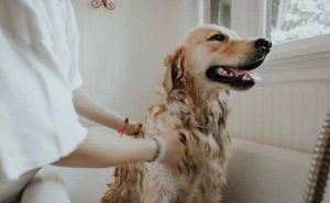 Why Dog Grooming Is important Best Info 2023