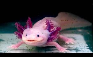 How To Take Care Of Axolotl As Pet 2023 Best Info