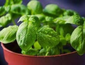 Can Dogs Eat Basil? Or Is Basil Toxic To Dogs?