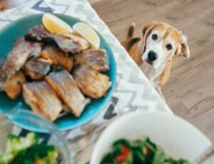 Can Dogs Eat Scallops? Are Scallops Bad For Dogs?